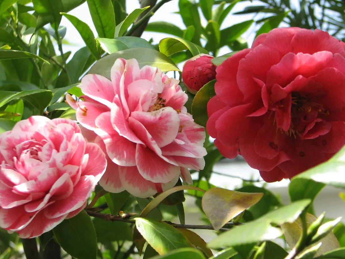 同じ木で二種類の花「椿と山茶花」のアルバム-みんなの趣味の園芸161068