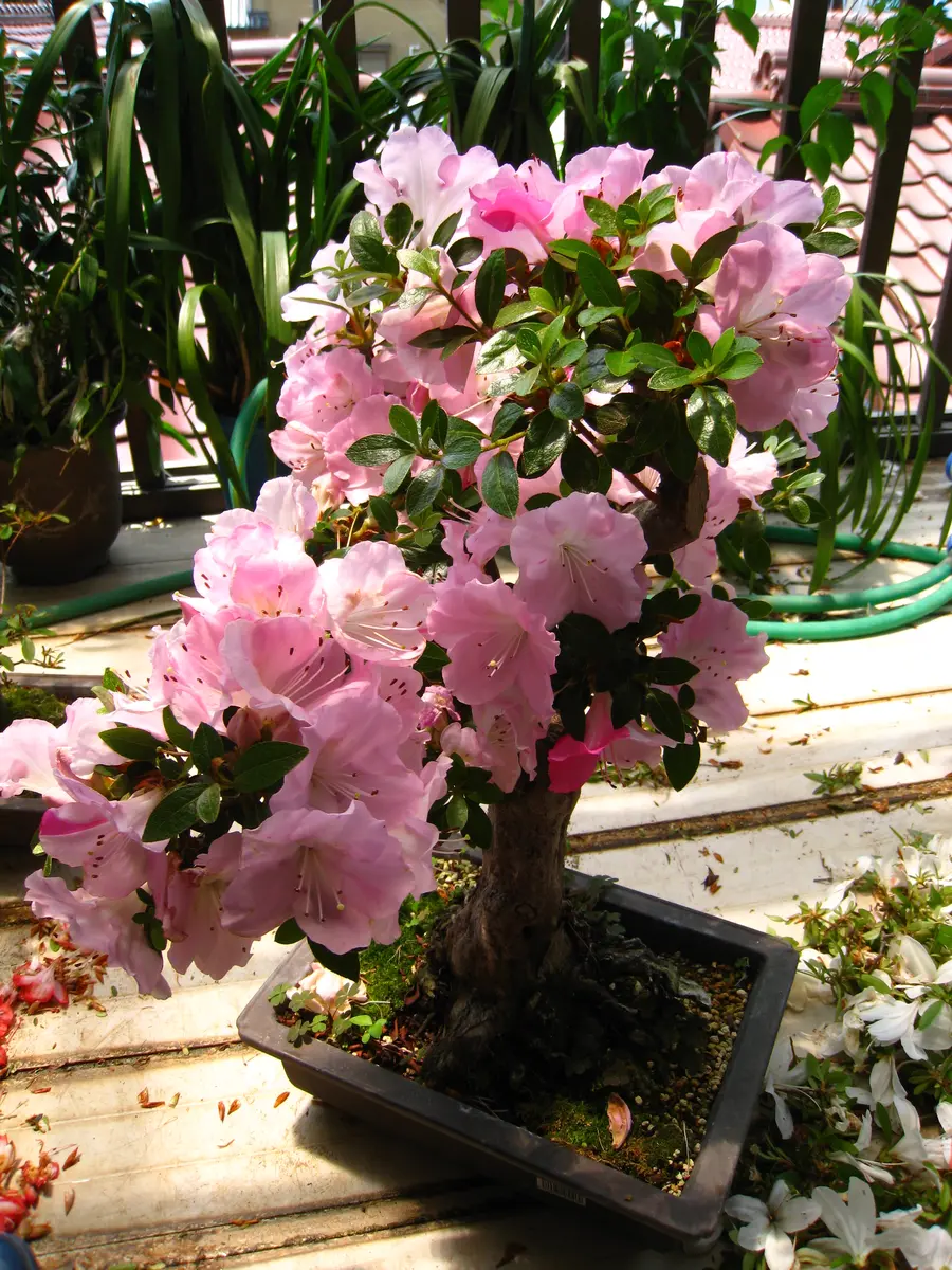 一生の春(皐月)---盆栽ガイド 『BONSAI』