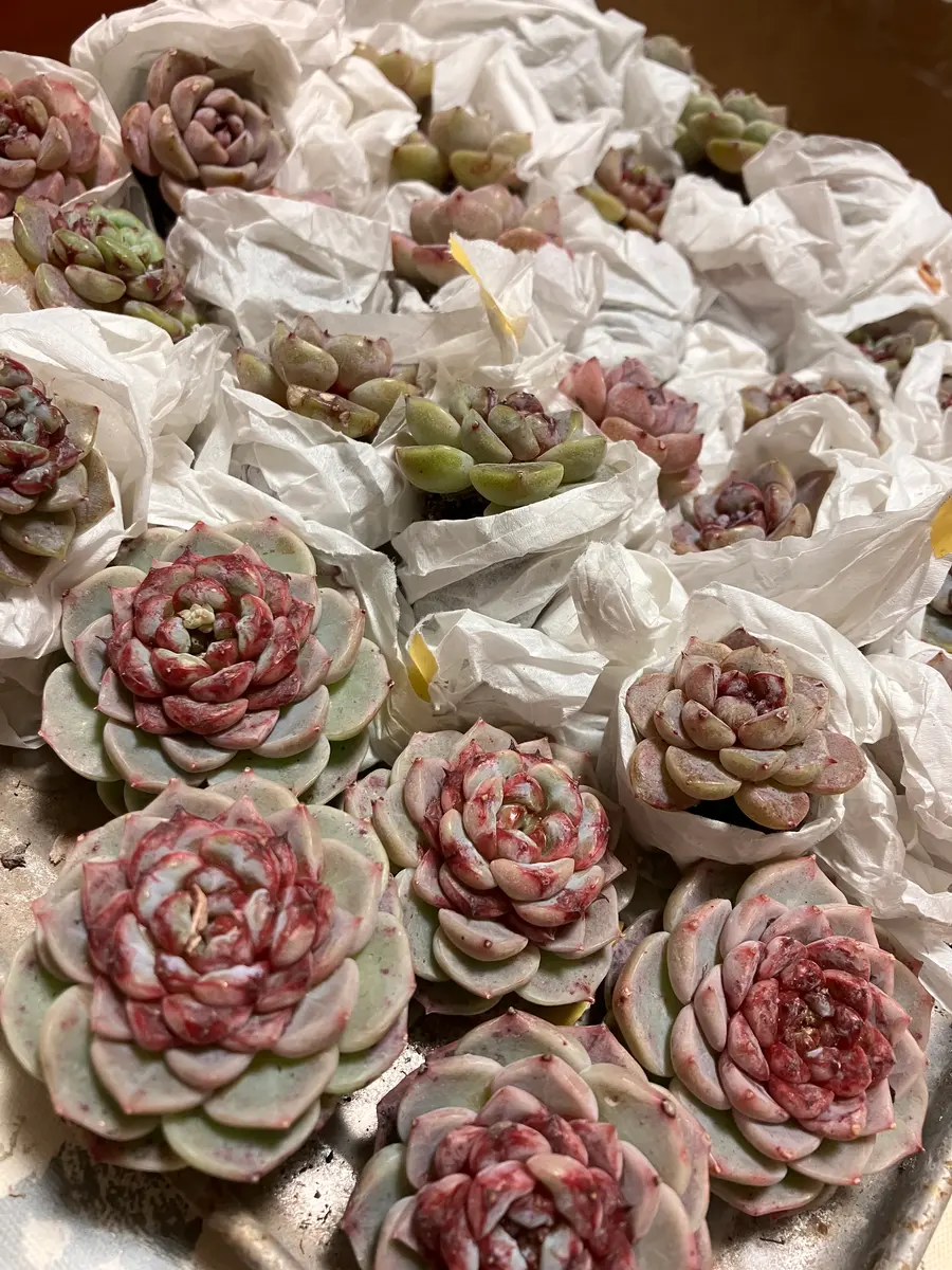 レッドベルベット夏は明るいグリーン「多肉植物」のアルバム