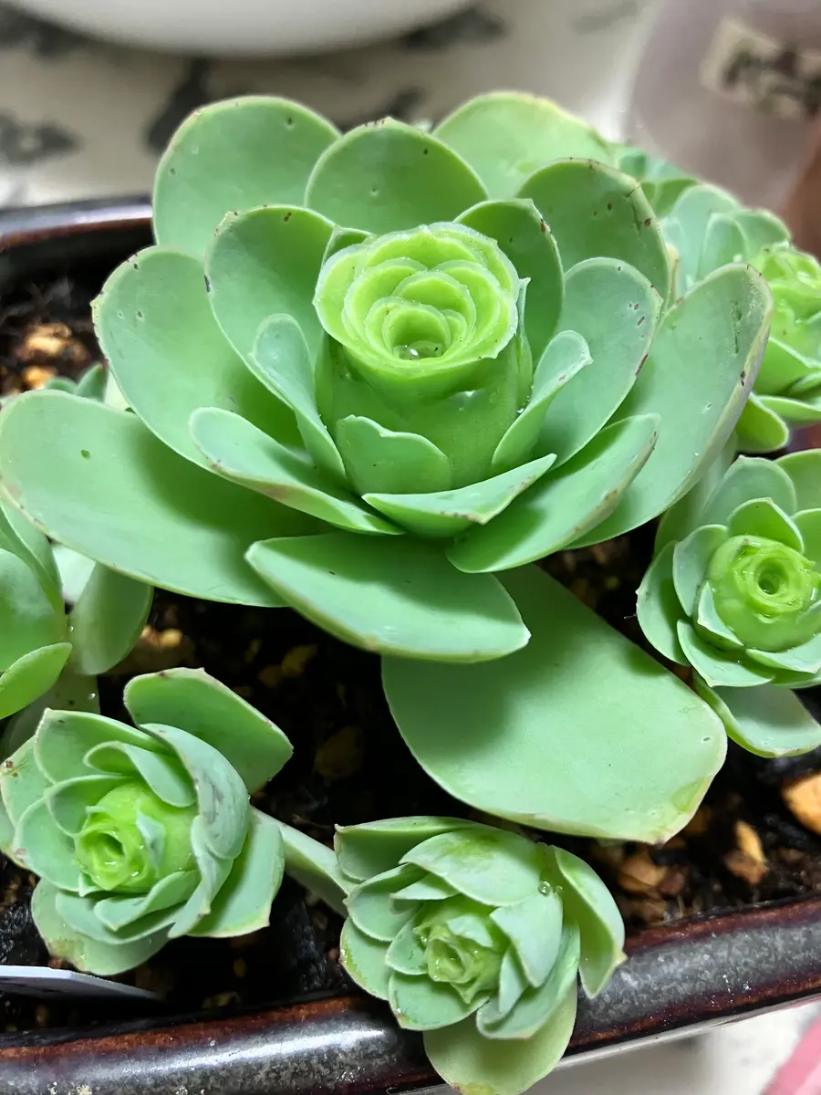 アエオニウム ラブレター「多肉植物」のアルバム-みんなの趣味の園芸