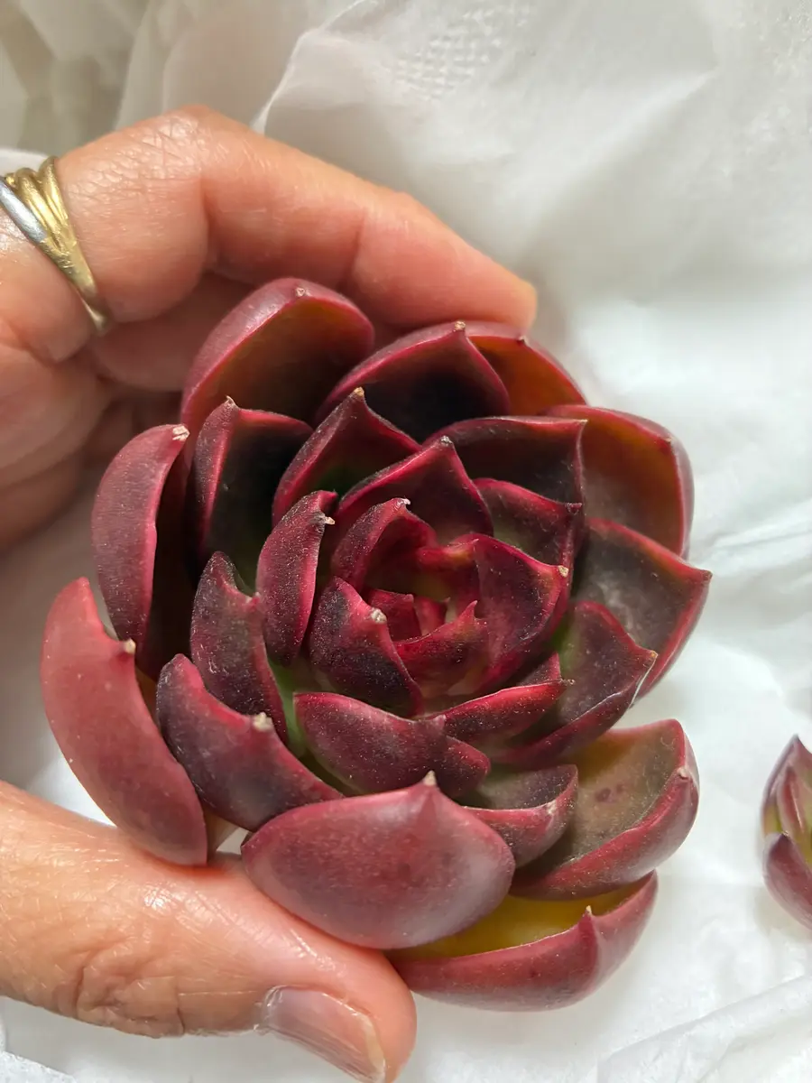 紅灯 レッドライト「多肉植物」のアルバム-みんなの趣味の園芸2588064