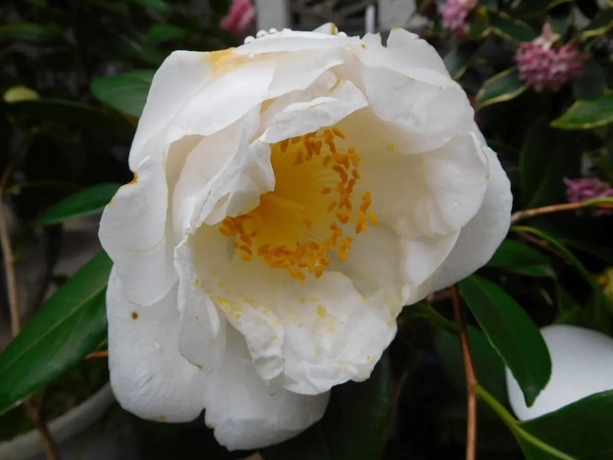 2025.3大輪の白椿「椿」のアルバム-みんなの趣味の園芸2399987