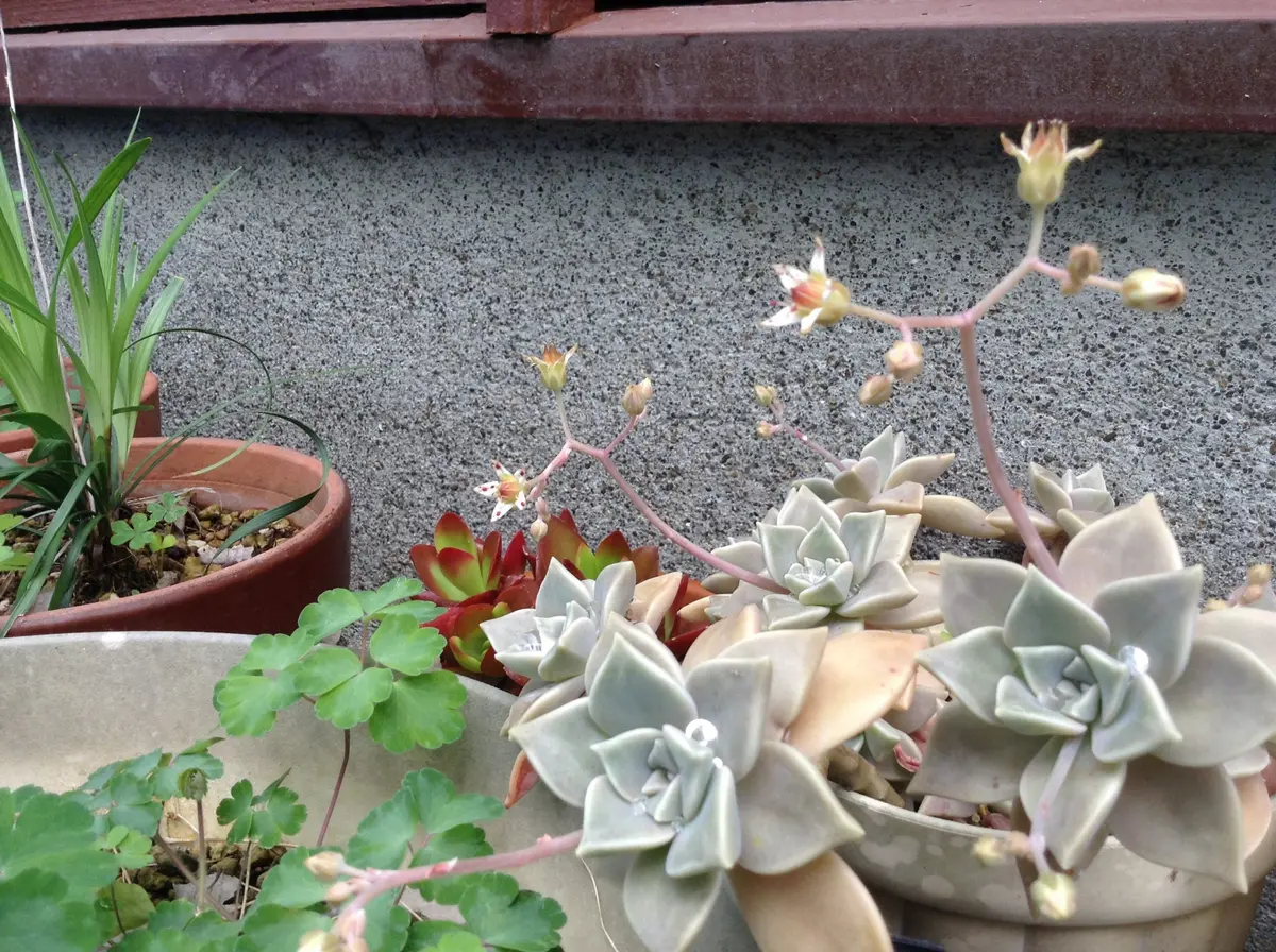 多肉植物花を付けていたので写真を撮「2015413雑草の中で…」の