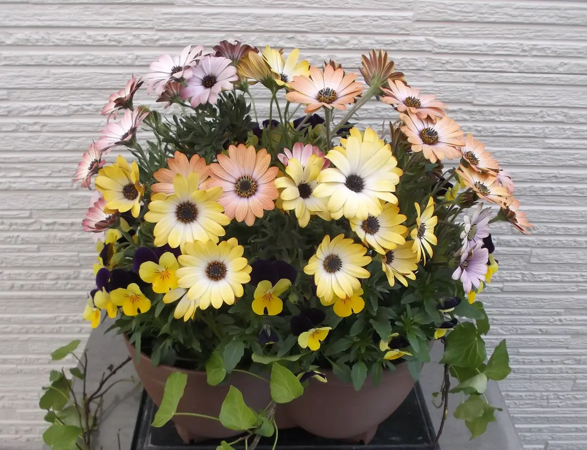 【お値下】オステオスペルマムとビオラの花籠 ＊ 寄せ植え オステオスペルマムとビオラの寄せ植え「寄せ植え」のアルバム