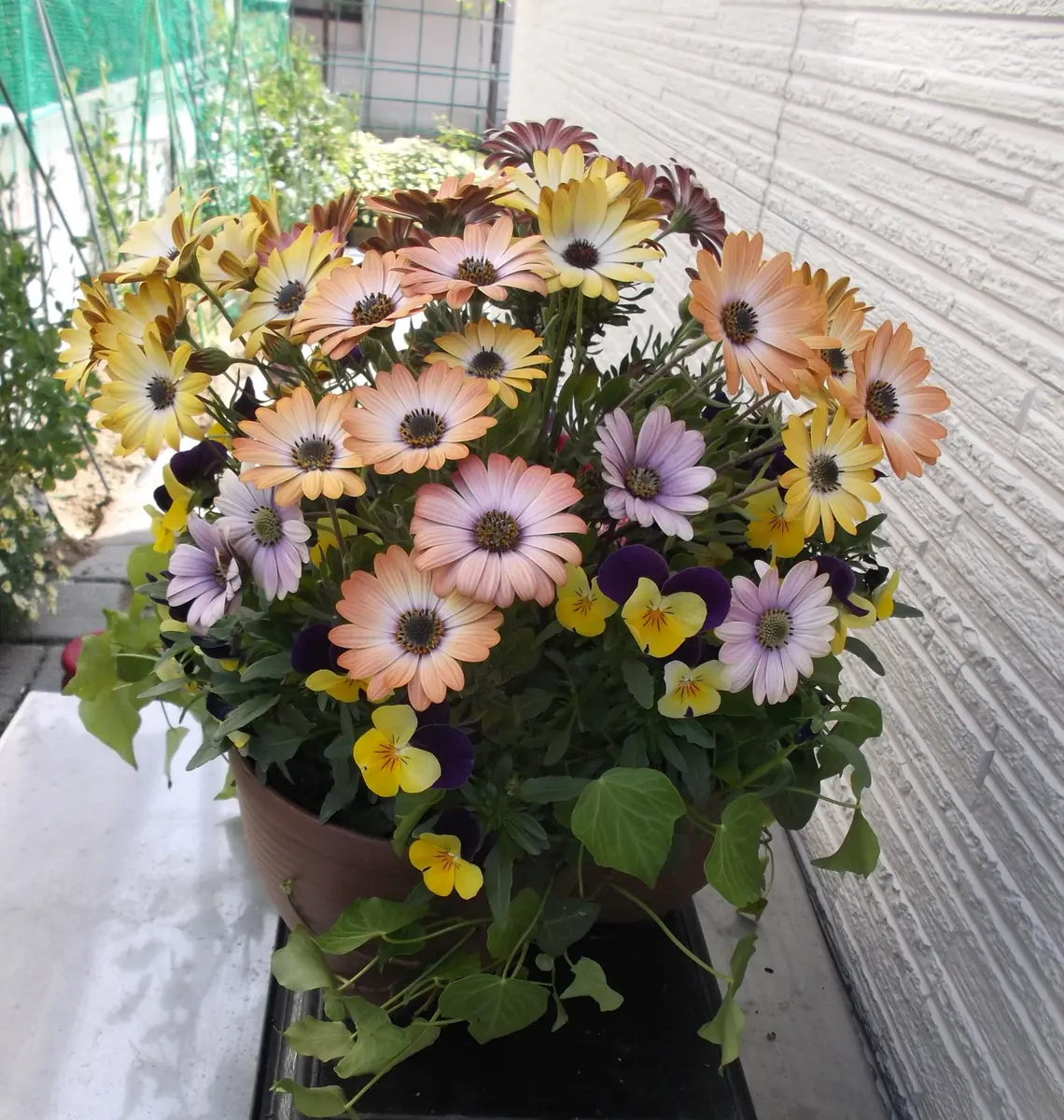 【お値下】オステオスペルマムとビオラの花籠 ＊ 寄せ植え オステオスペルマムを使って寄せ植え✨✨ この寄せ植えに使った