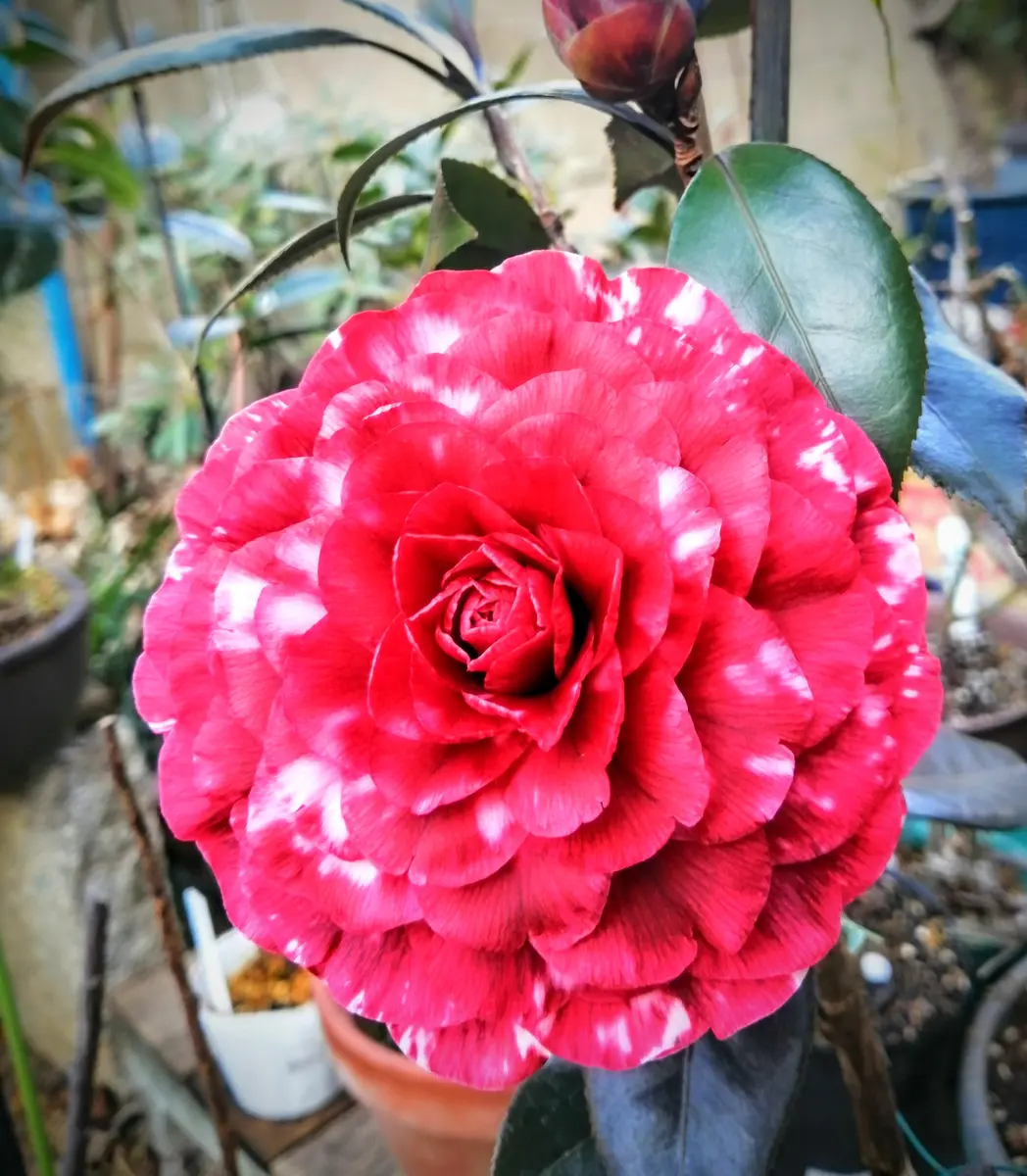 金華美女（白星入り）　椿 椿、金華美女接ぎ木をしたら白い斑入り「庭の椿・カメリア」の