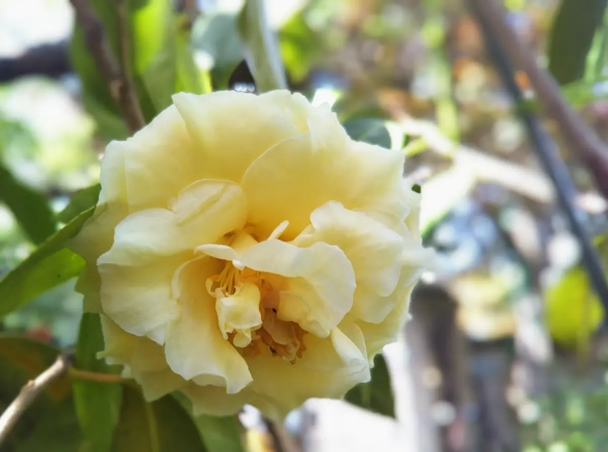 椿「新初黄」今年は遅咲きです。「庭の椿・カメリア」のアルバム