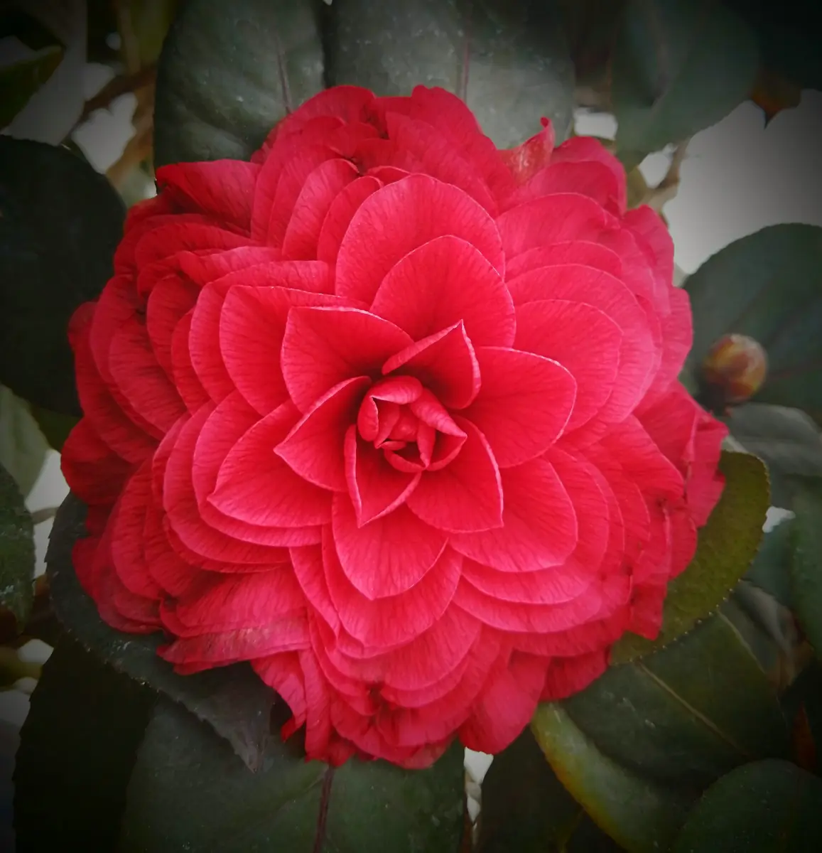 金華美女　椿　鉢底約70cm 椿（金華美女）「庭の椿・カメリア」のアルバム-みんなの趣味の園芸1857709