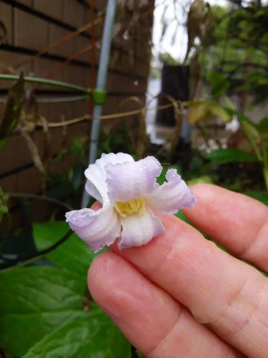 吉野霞「壺クレマチス」のアルバム-みんなの趣味の園芸267504