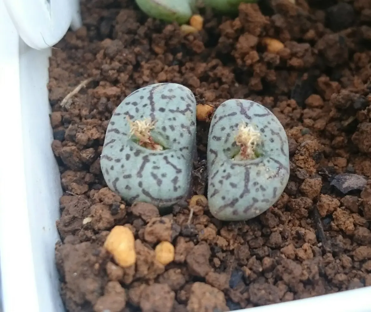 コノフィツムウィッテベルゲンセ「多肉植物図鑑」のアルバム-みんなの