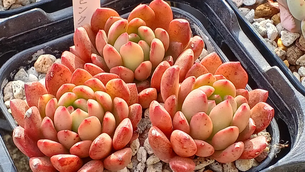 ピンクルルビー「多肉植物図鑑」のアルバム-みんなの趣味の園芸1866351