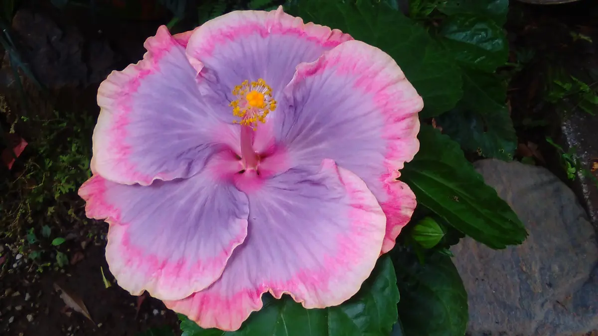 ハワイアンハイビスカス（パープルパシ庭の花（椿・カメリア、バラ