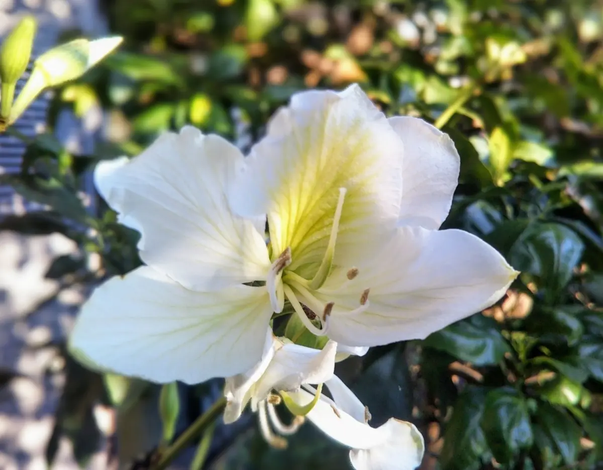 バウヒニア(白)(オーキッドツリー)「庭の花(椿・カメリア バウヒニア(白)(オーキッドツリー)「庭の花(椿・カメリア