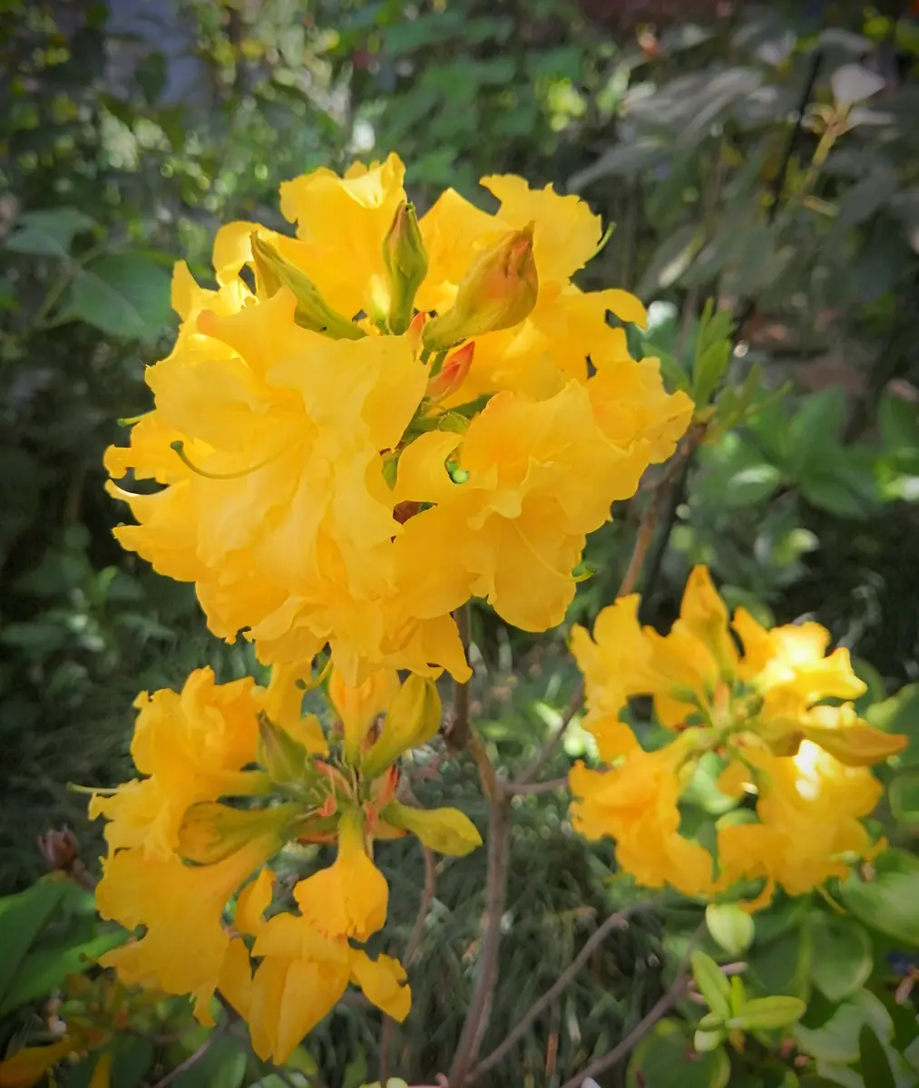 黄色い八重咲きツツジ（信濃つつじ・銀河）「庭の花（椿・カメリア