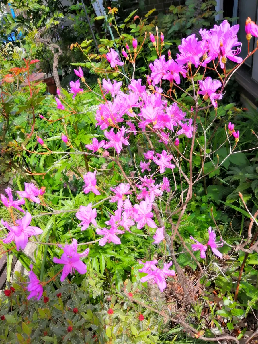 ミツバツツジ、鉢から庭植えにしました。「庭の花（椿・カメリア、バラ