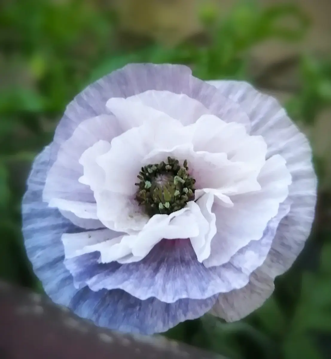 ケシ（アメージンググレイ）芥子ポピー「庭の花（椿・カメリア、バラ