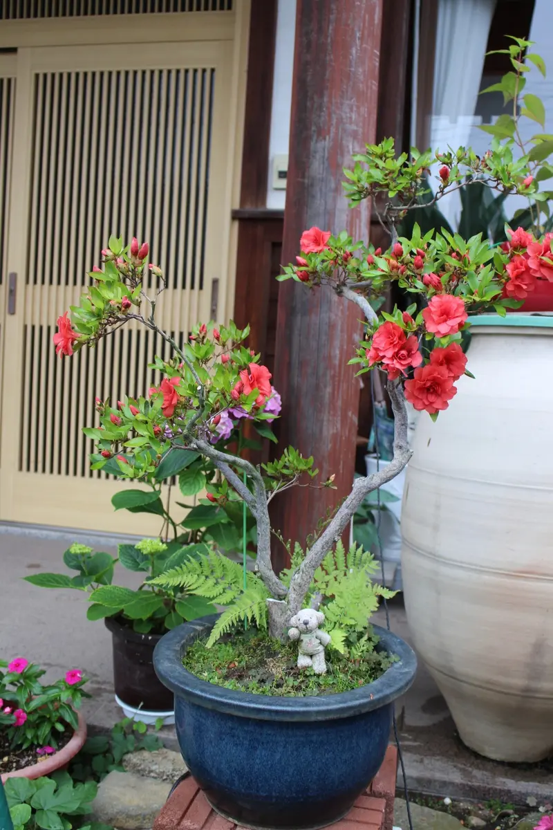 庸八焼　富永庸八　赤楽百合形大鉢　25cm　江戸後期 庸八焼 富永庸八 赤楽百合形大鉢 25cm 江戸後期 庸八焼 富永庸八 赤楽