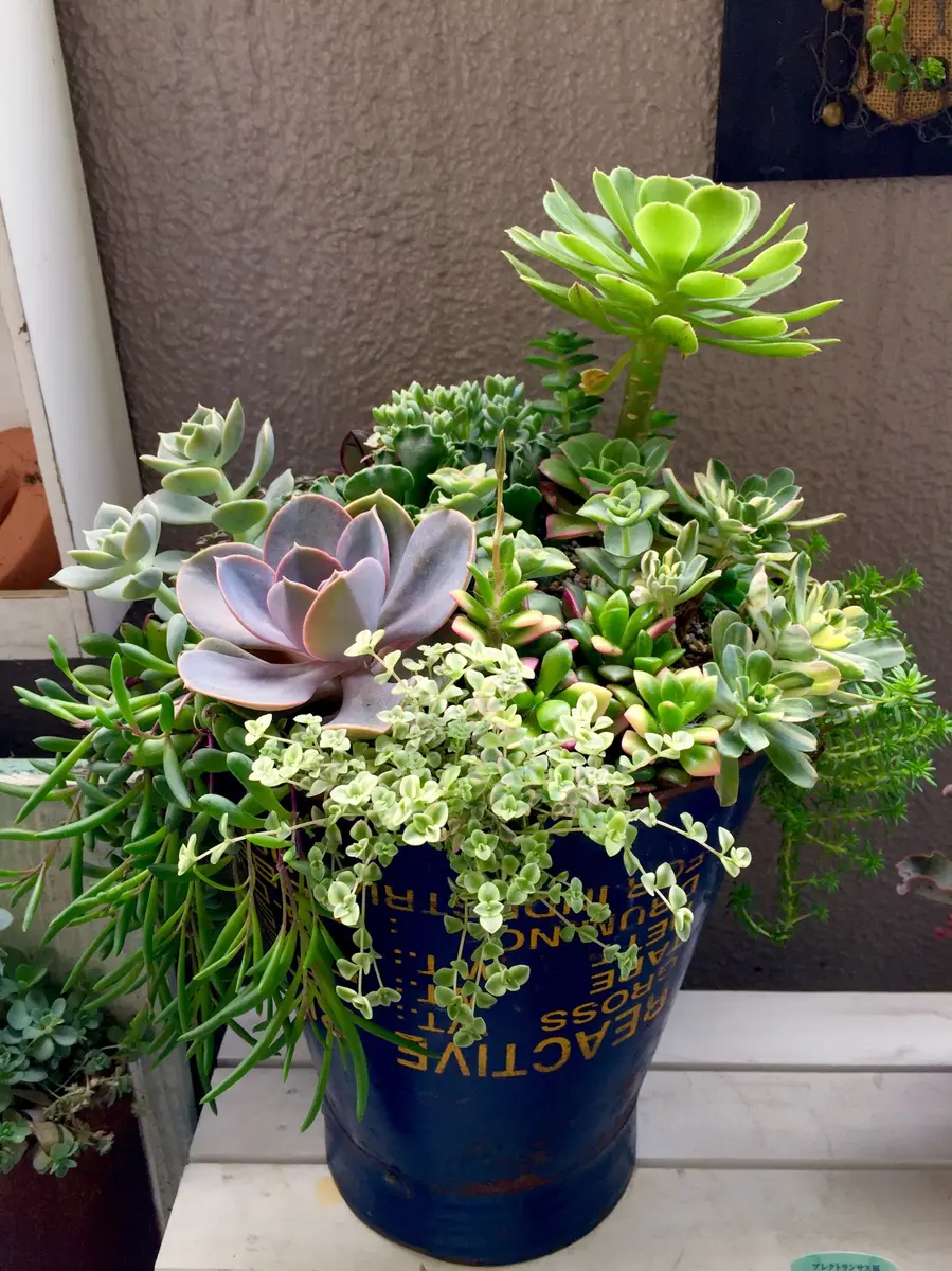 豪華❤️モリモリ☆寄せ植え☆このまま飾れます☆多肉植物