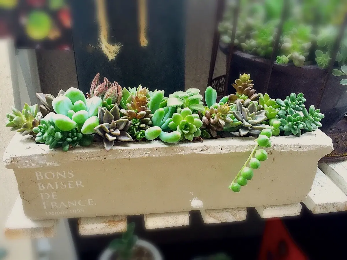 元気いっぱいのリトルゼムをふんだんに「私の趣味〜多肉植物の寄せ