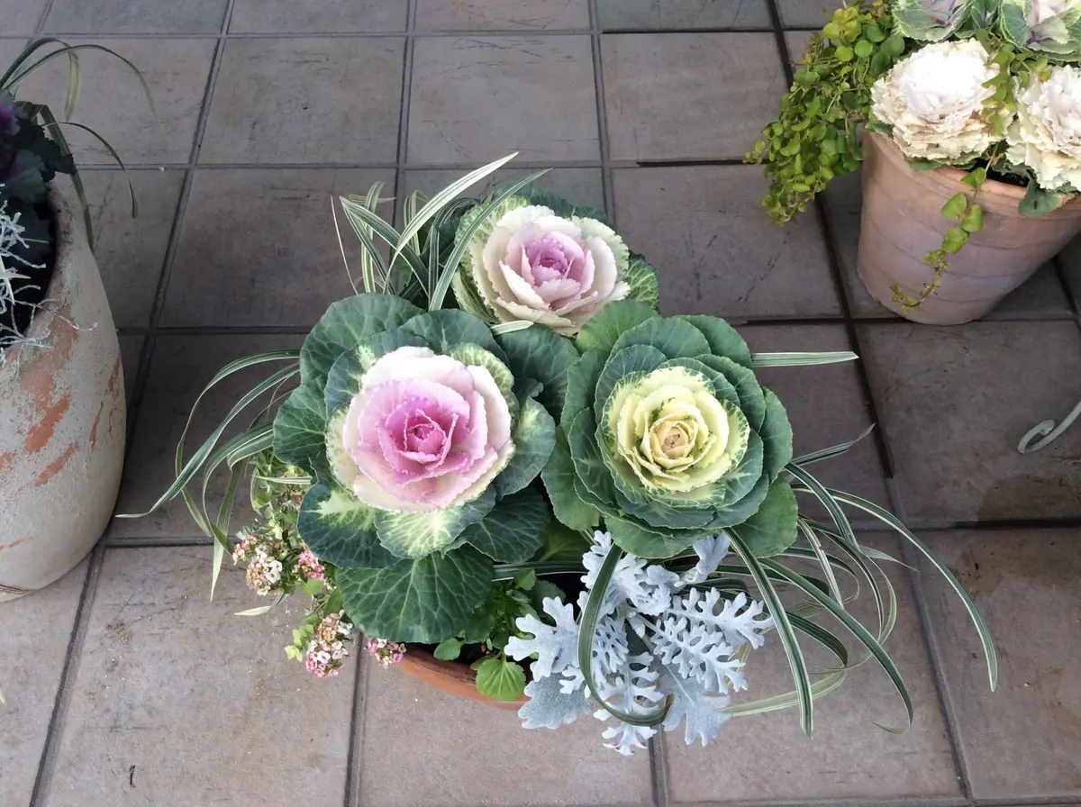 季節の寄せ植え　葉牡丹　キャスケード型 葉牡丹の寄せ植え葉牡丹、シロタエギ「寄せ植えあれこれ」の