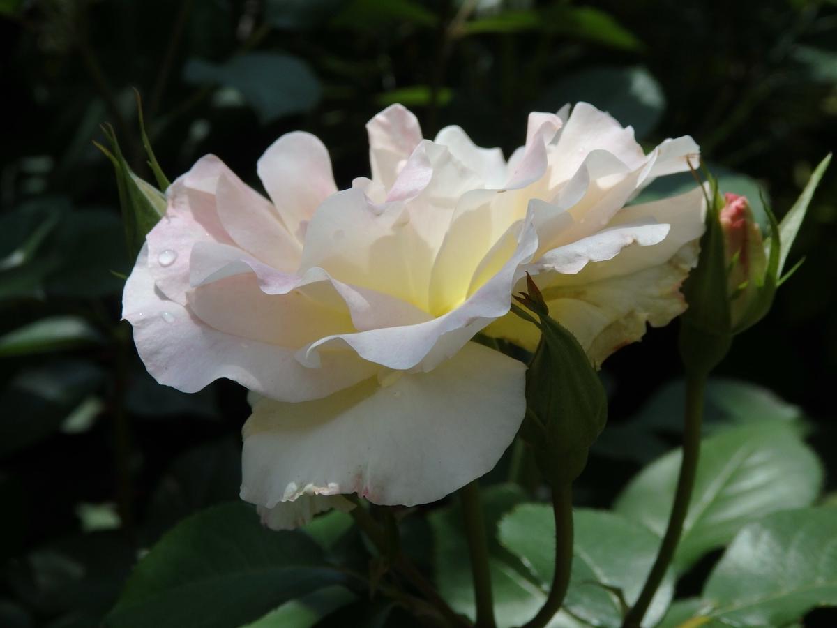 横からも〜〜、ステキです。「我が家の薔薇」のアルバム-みんなの趣味 