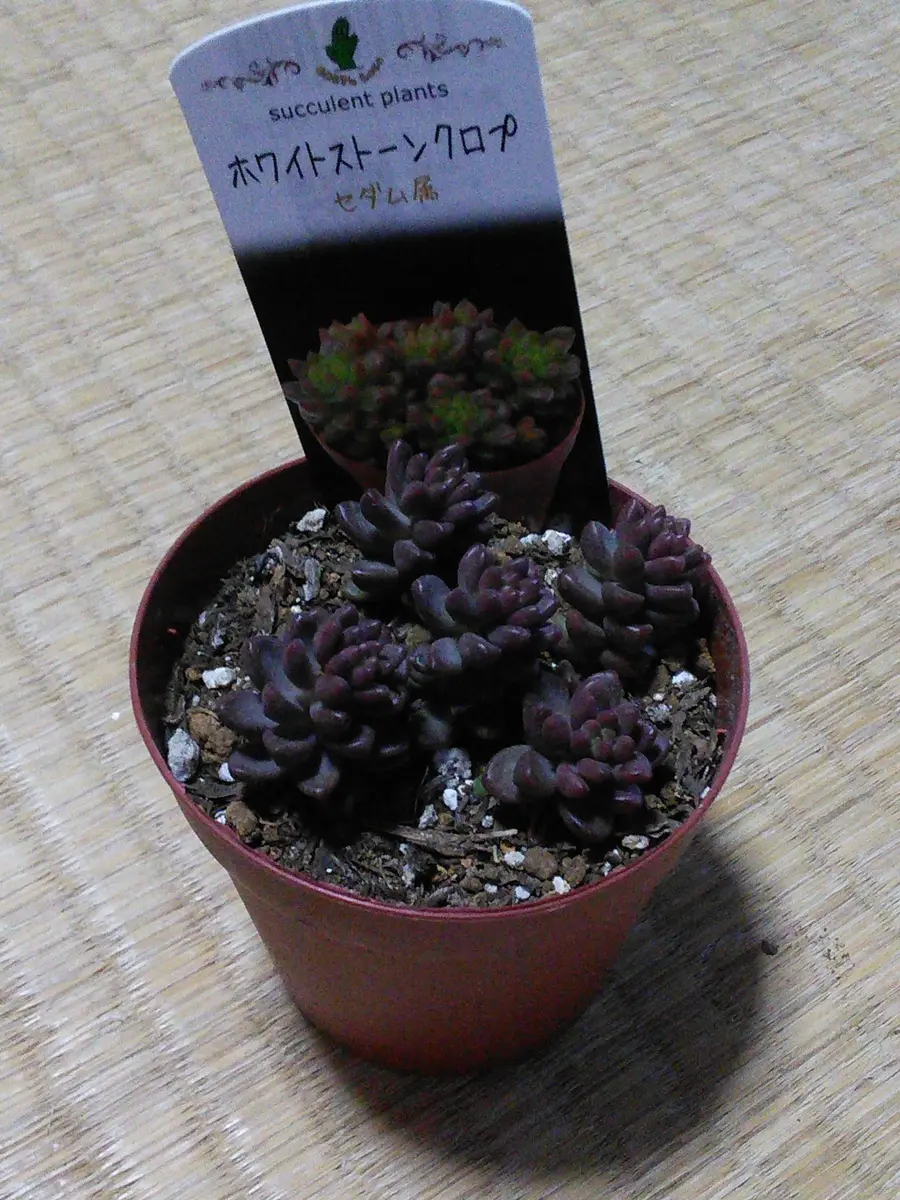 ホワイトストーンクロプ。「多肉植物セダム」のアルバム-みんなの趣味