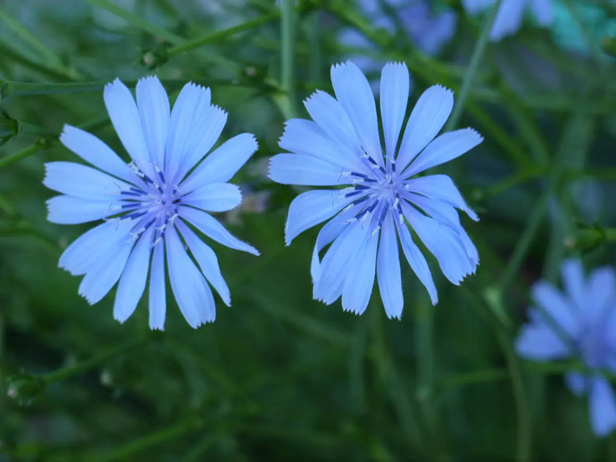 イタリア野菜、プンタレッラの花（2015.「野菜の花」のアルバム