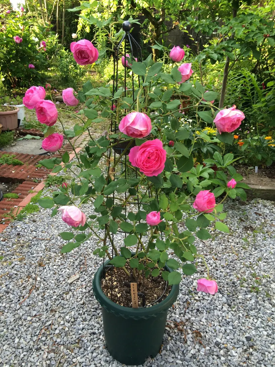 ラレーヌヴィクトリア。鉢植えで、オベ...「お庭のつる薔薇」の 