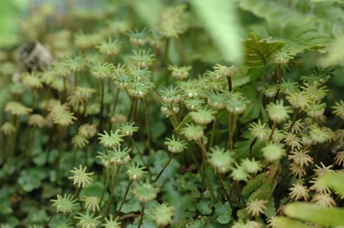 苔の開花です。私も初めて出会った苔の「私の所の数少ない花の咲く