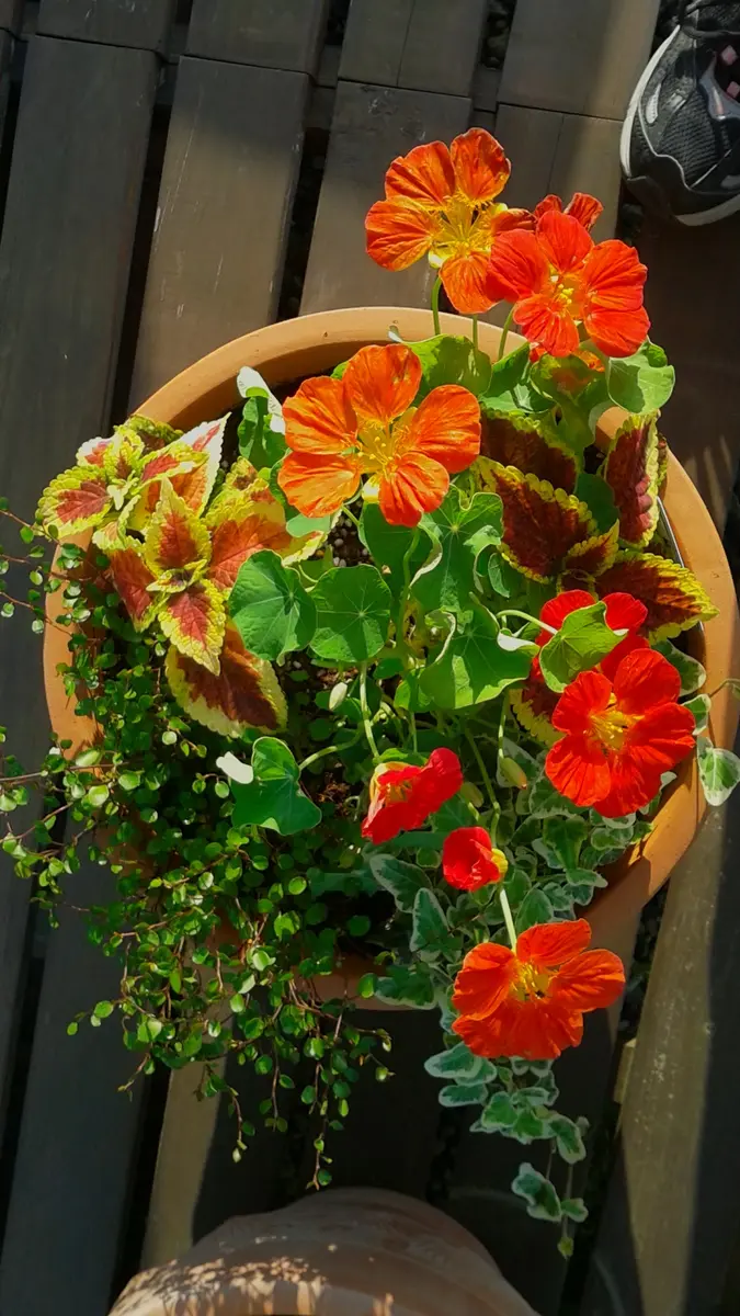 ナスタチュームのオレンジ色が好き(*´∀｀)「寄せ植え」のアルバム