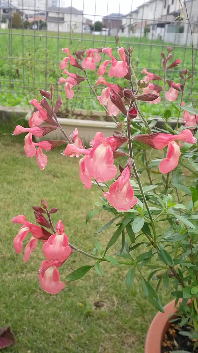 チェリーセージサーモンピンク「寄せ植え」のアルバム-みんなの趣味の