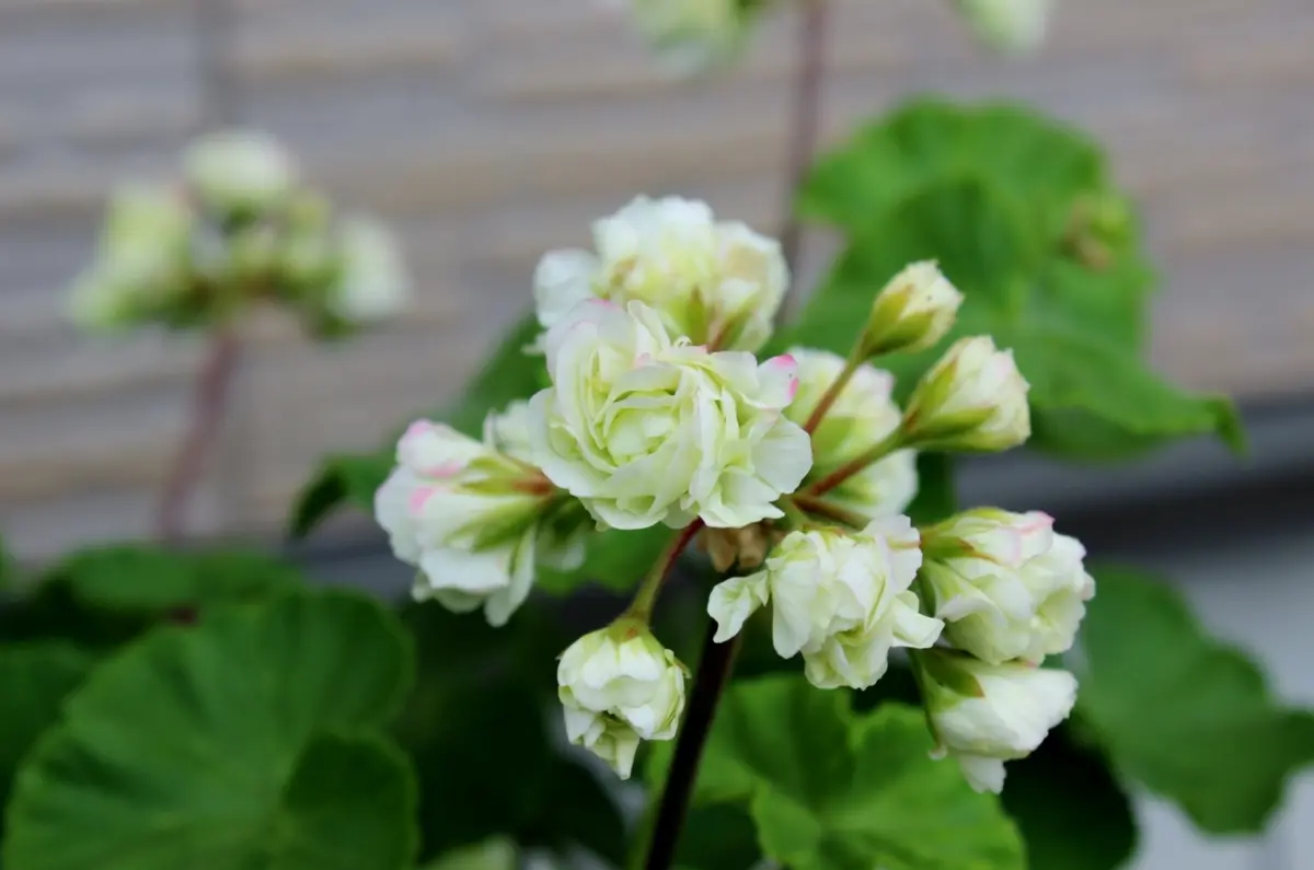 八重咲きゼラニウム グリーンブーケ「2015.年 ゼラニウム」の