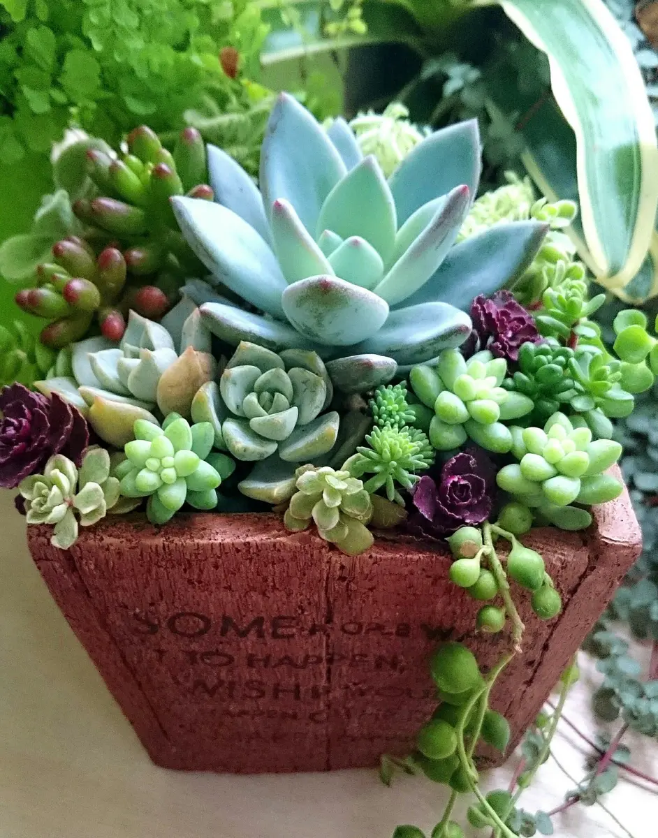 多肉植物の寄せ植えテラコッタ鉢にプリ...「多肉植物の寄せ植え」の 