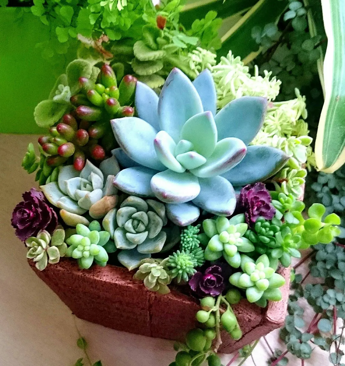 多肉植物の寄せ植えアロマティカスの良「多肉植物の寄せ植え」の