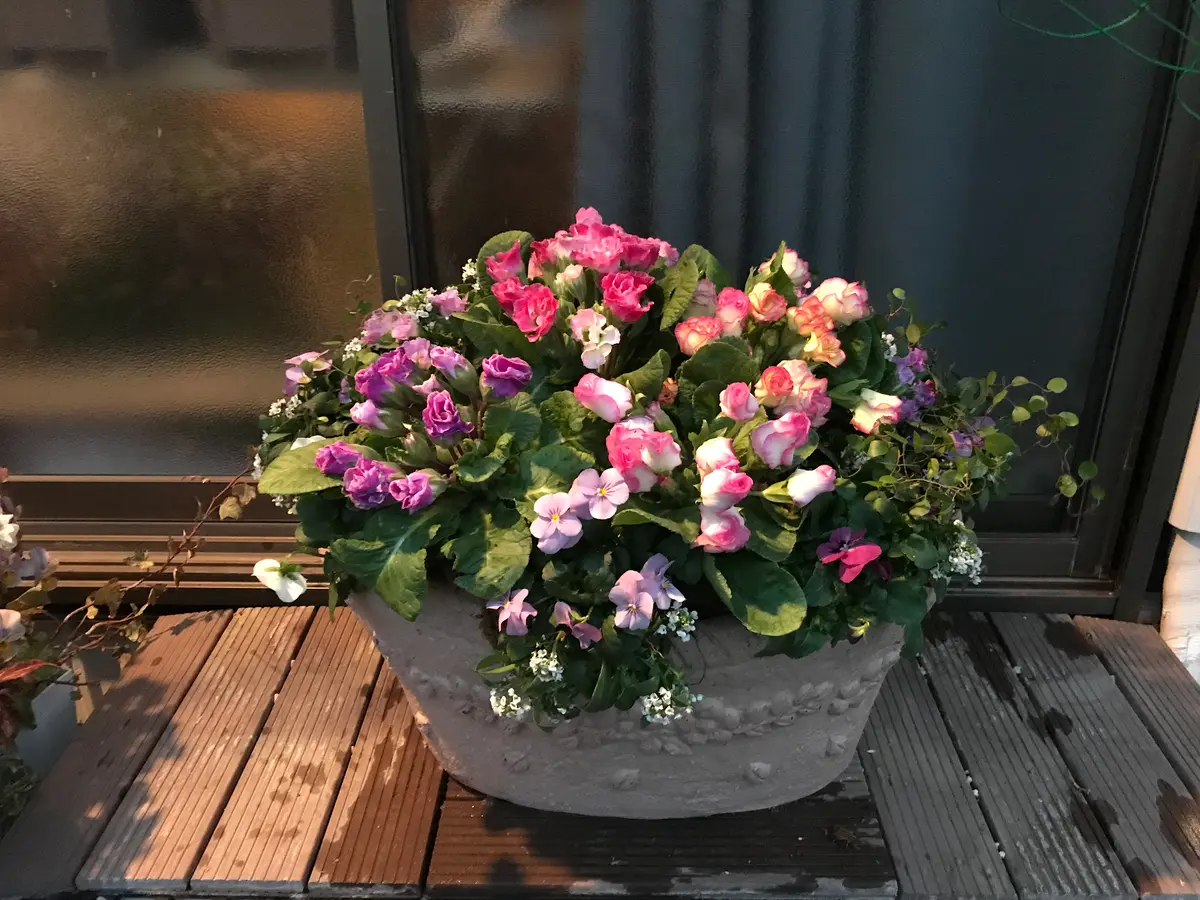 バラ咲きジュリアン色々、ビオラ、アリ「寄せ植えの鉢」のアルバム