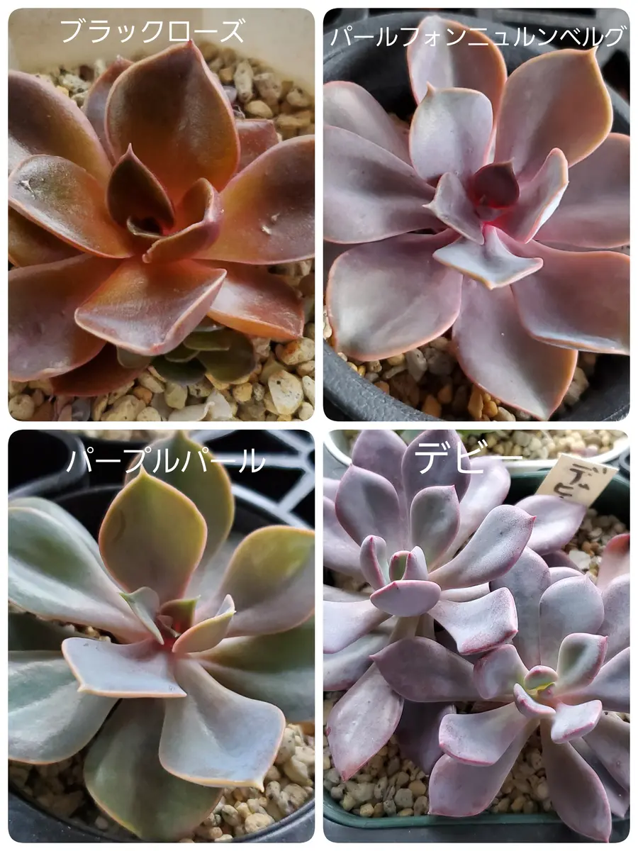 37#多肉植物アエオニウム❤️ バラの木 ❤️16頭19cm 拔き苗