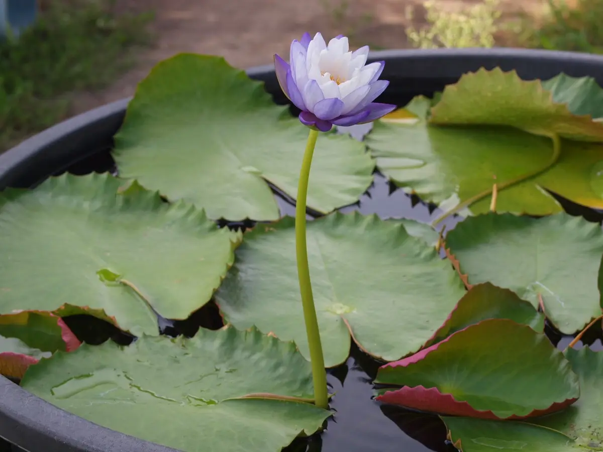 スイレンの日記一覧|reosakuさんの園芸日記-みんなの趣味の園芸