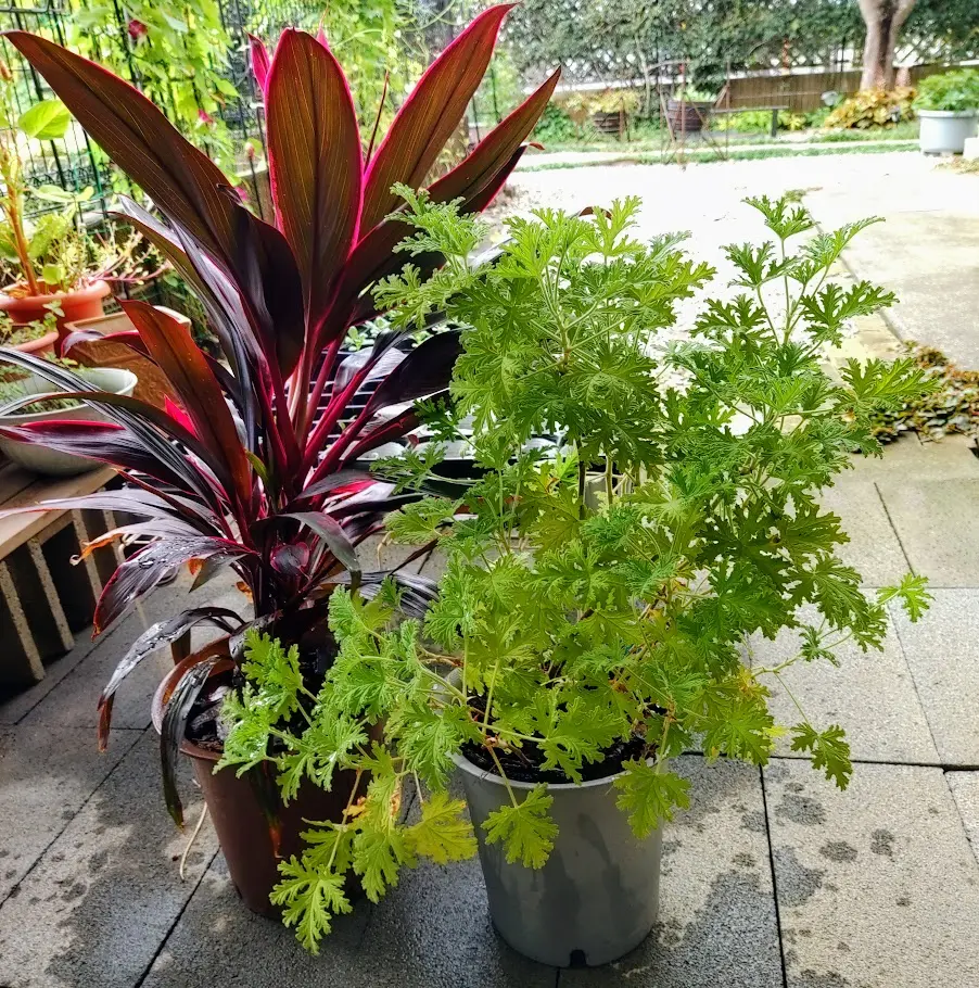 にゃんこさん コルジリネ 4株