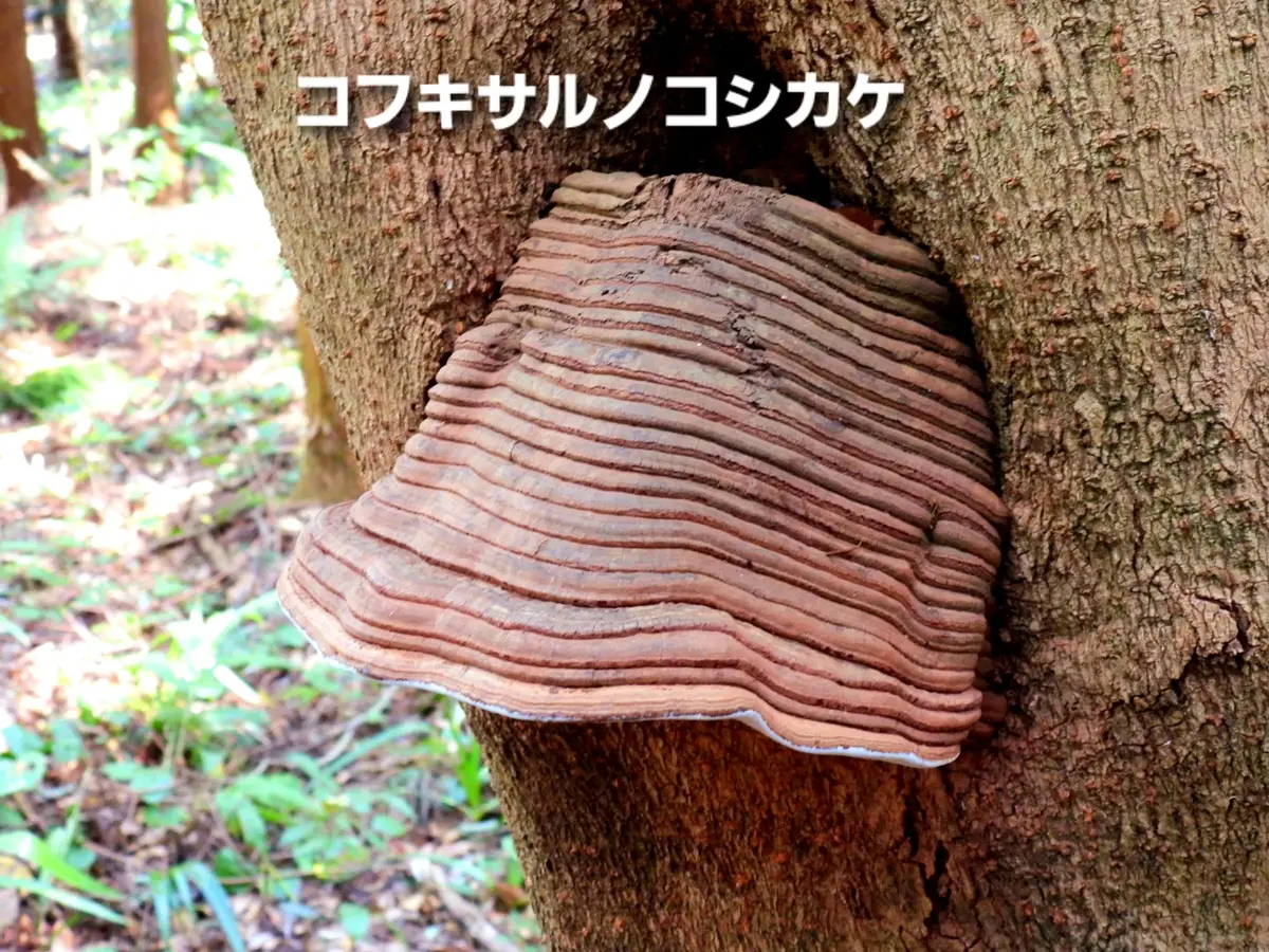 サルノコシカケ 大 ダブル