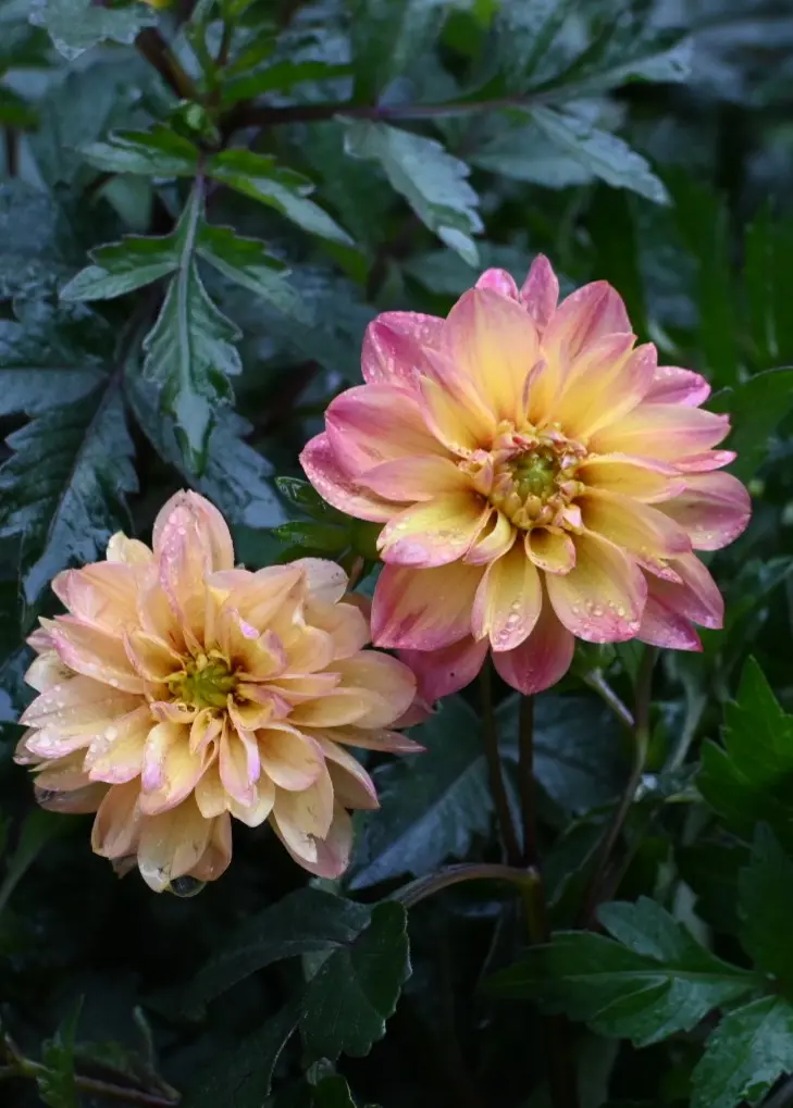 多肉植物 寄せ植え（エンジェル.ウイング鉢♪プードル付き） 多肉植物