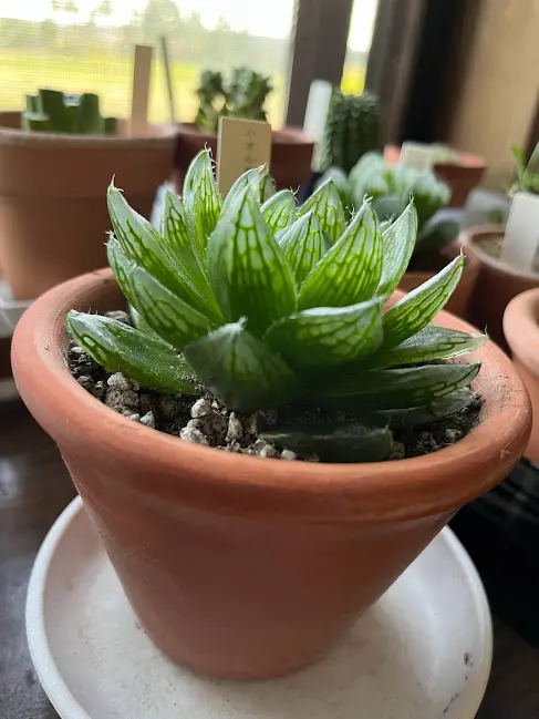 ハオルチア桜水晶｜園芸日記byかぶと丸｜みんなの趣味の園芸｜1002833