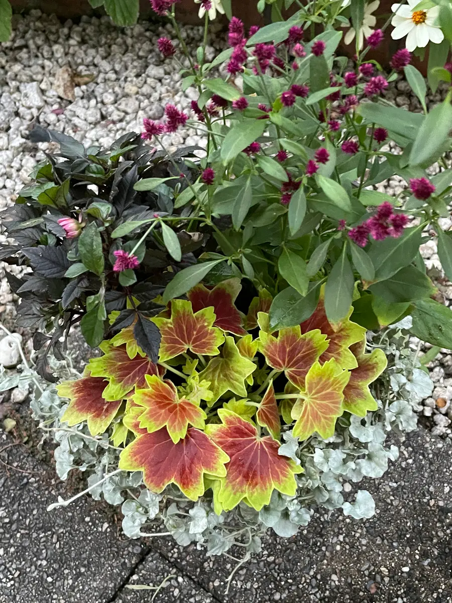 もみじ葉ゼラニウムの寄せ植え🍁｜園芸日記byぴんくびいんず｜みんなの