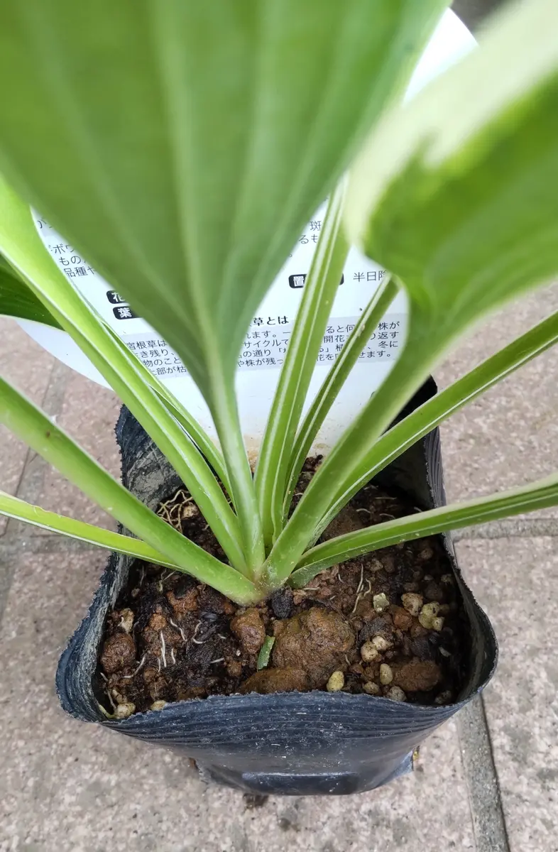 Hosta'Francee'（ホスタフランシー）｜園芸日記byBee24｜みんなの趣味