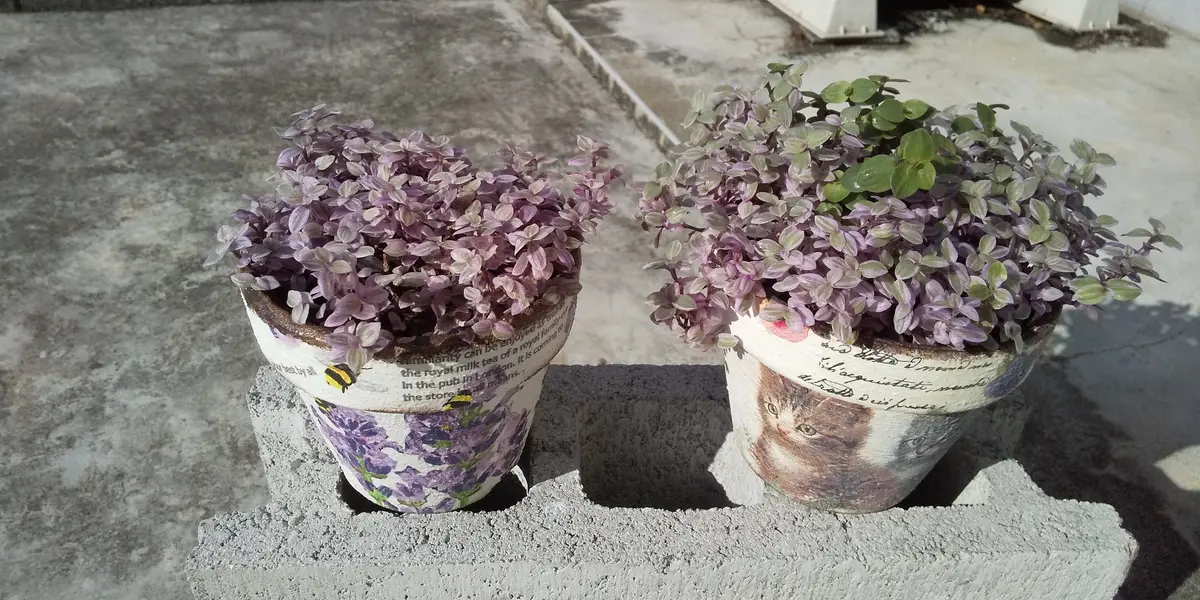 カリシア ロザート 9cmロング カリシア ロザート 9cmロング 【公式通販】