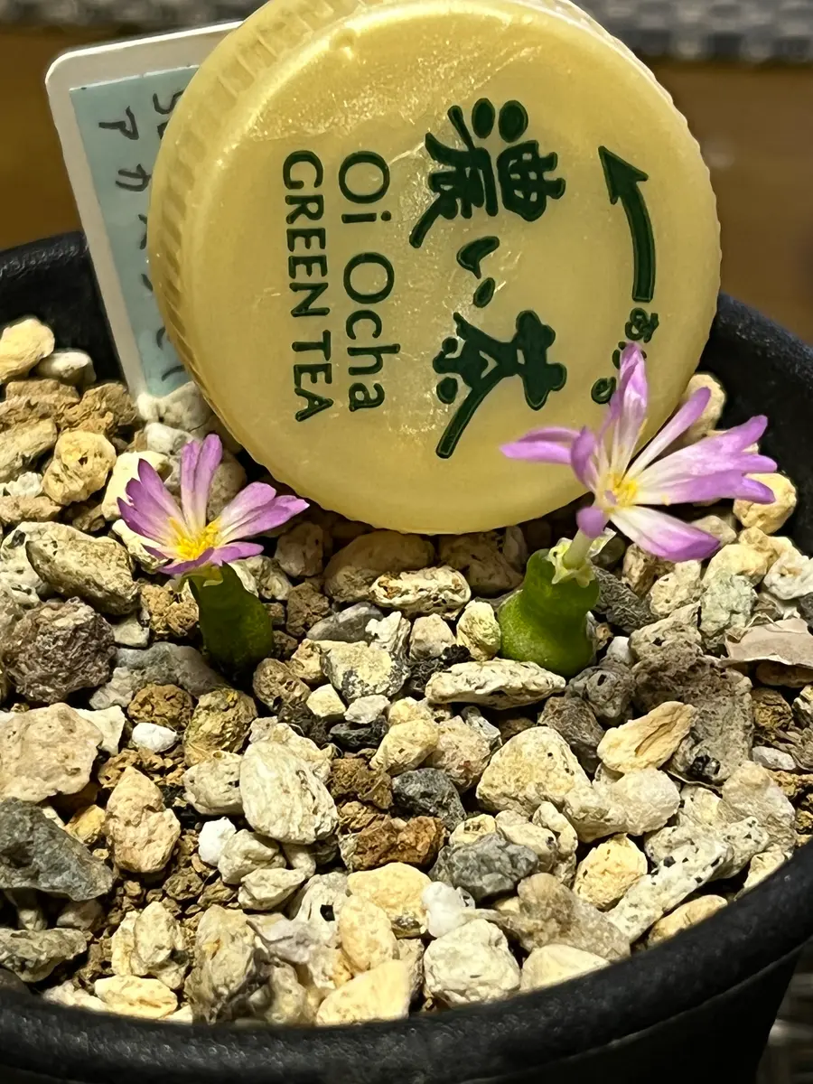 コノフィツム ヤンギー 群生株 【公式通販】