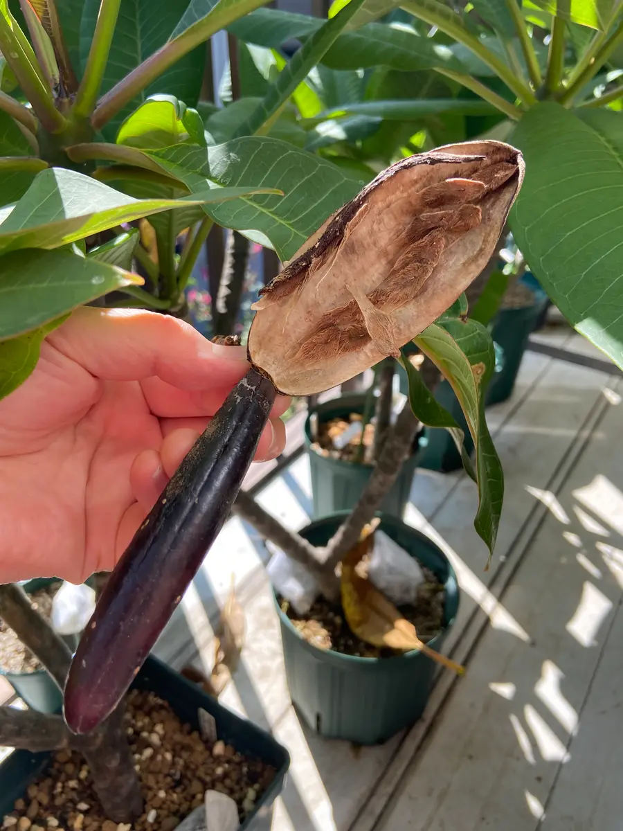 プルメリアの種鞘｜園芸日記byハナハナハッピー｜みんなの趣味の園芸