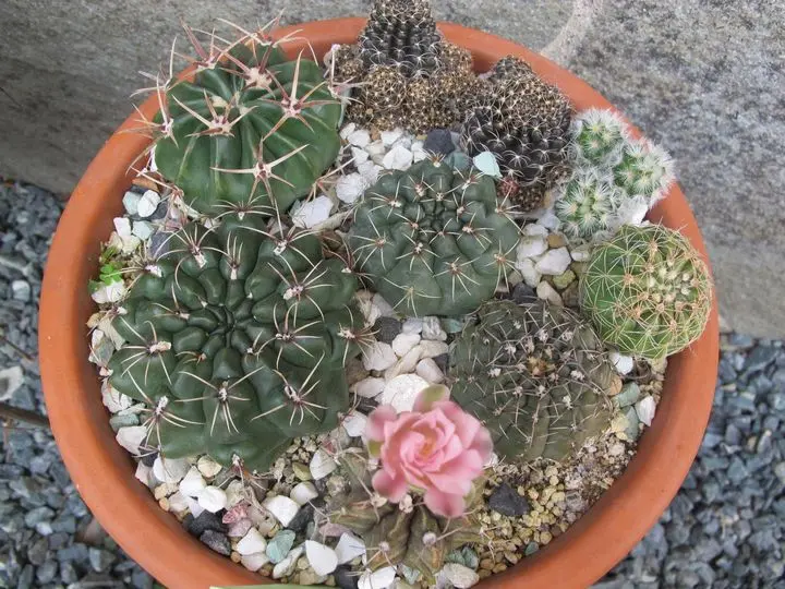 ギムノカリキウム黒牡丹玉｜園芸日記byカラミント｜みんなの趣味の園芸