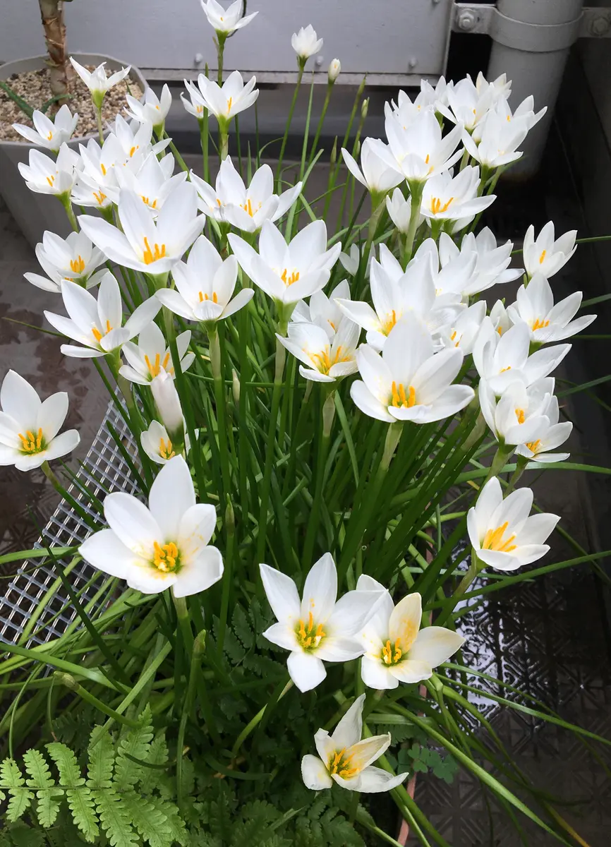 確認用☆八重咲きタマスダレ（ゼフィランサス）Pure of white ゼフィランサス タマスダレ｜園芸日記byへっつん｜みんなの趣味の園芸