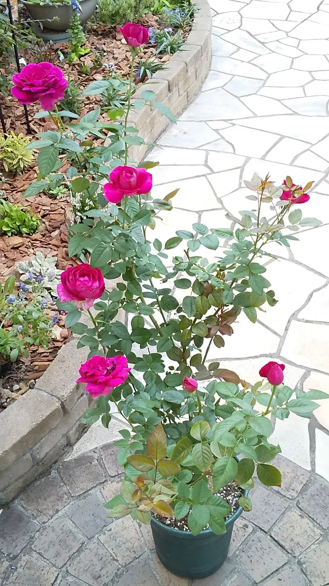 秋バラ新品種が咲き始め｜園芸日記byuesugi｜みんなの趣味の園芸｜1005362