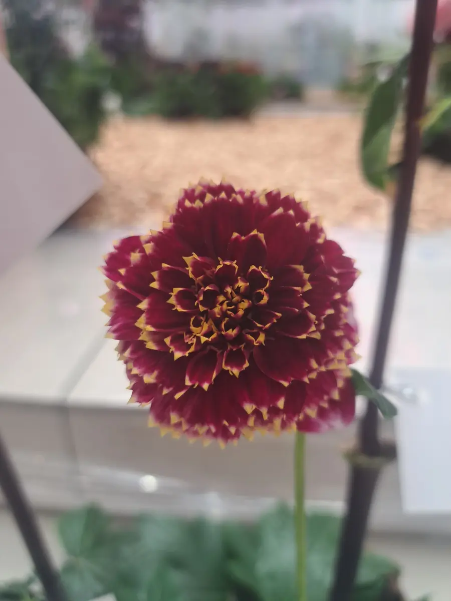 ダリア百科　園芸本　花づくり　花作り　日本ダリア会 ダリア百科 園芸本 花づくり 花作り 日本ダリア会